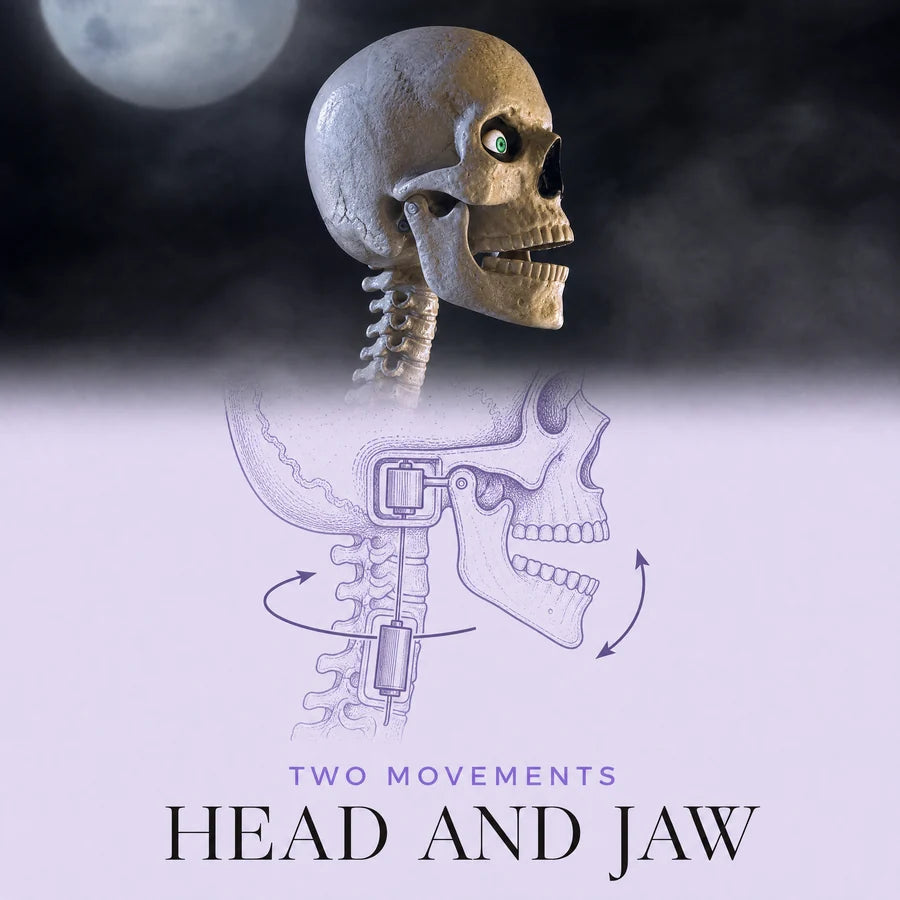 Cutaway of the skull showing the two movements: the head turning and the jaw hinge