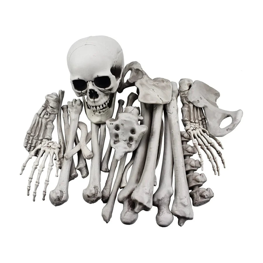Coffinwood Skeleton, studio packshot on white