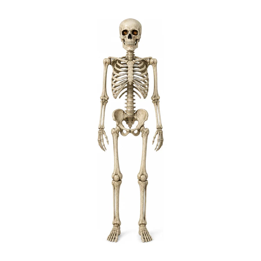 Nightwatch seven-foot articulated skeleton, full body, studio white